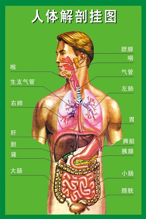 身体部位|人体器官分布图